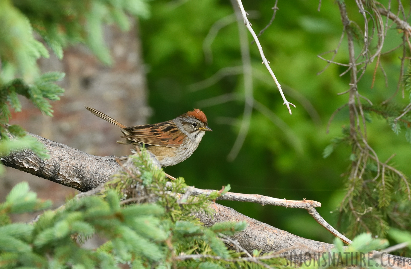 Melospiza georgiana georgiana [400 mm, 1/320 Sek. bei f / 8.0, ISO 2500]